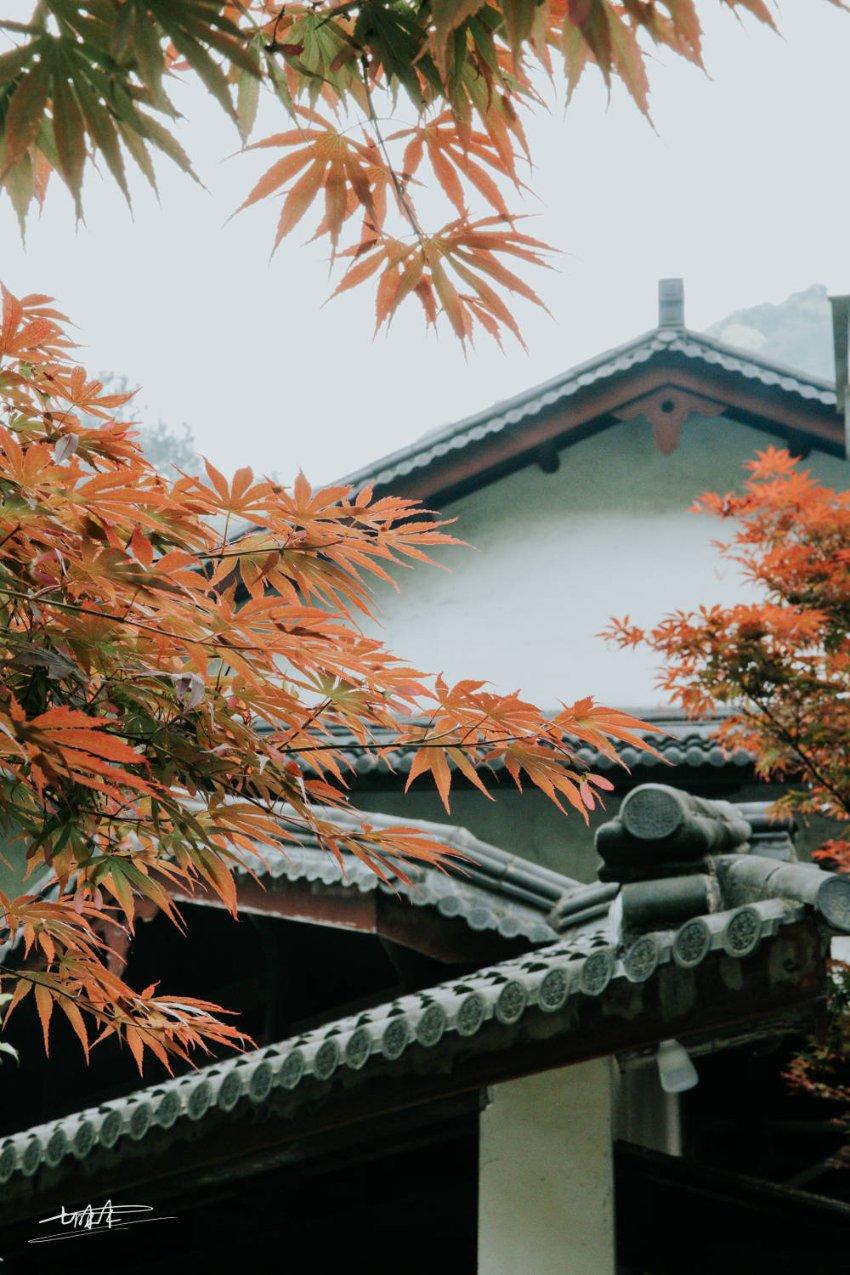 探秘冷知识平台神弹幕也让人笑出猪声,动漫中大家都见过哪些神弹幕?,揭开真相!